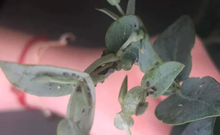 Natural Aphid Repellent