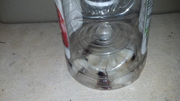 Jar Bug Trap