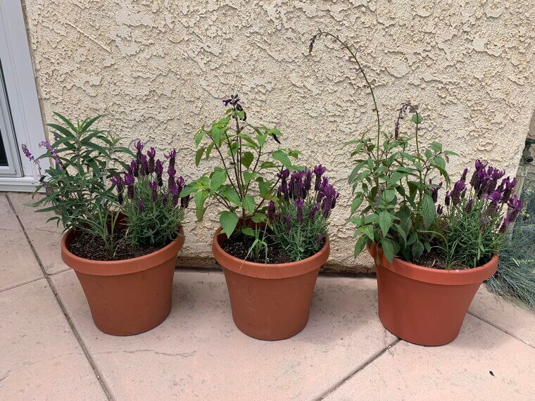 Lavender Defense