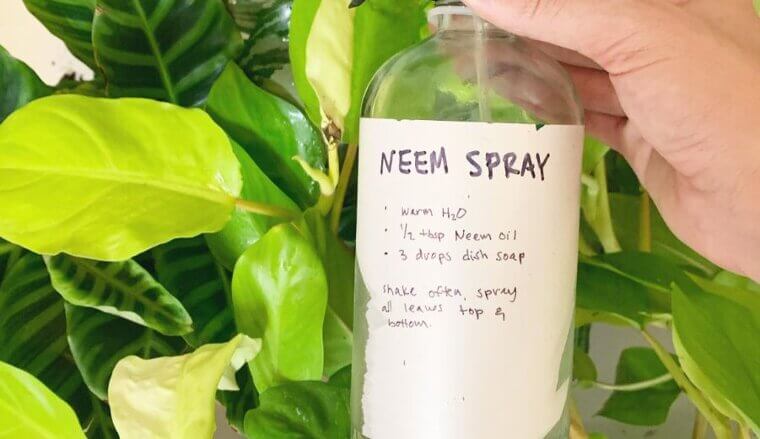 Neem Spray Solution