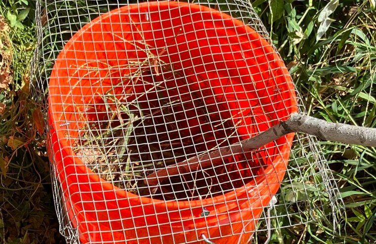 Rodent Trap