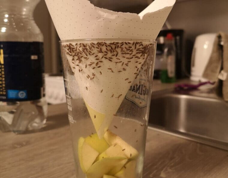 Fruit Fly Trap
