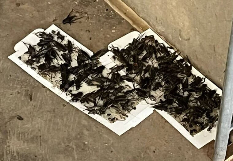 Glue Trap Solution