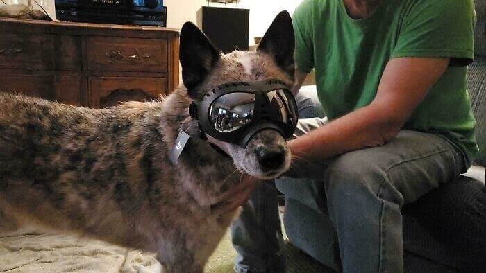 These Are Called Doggles