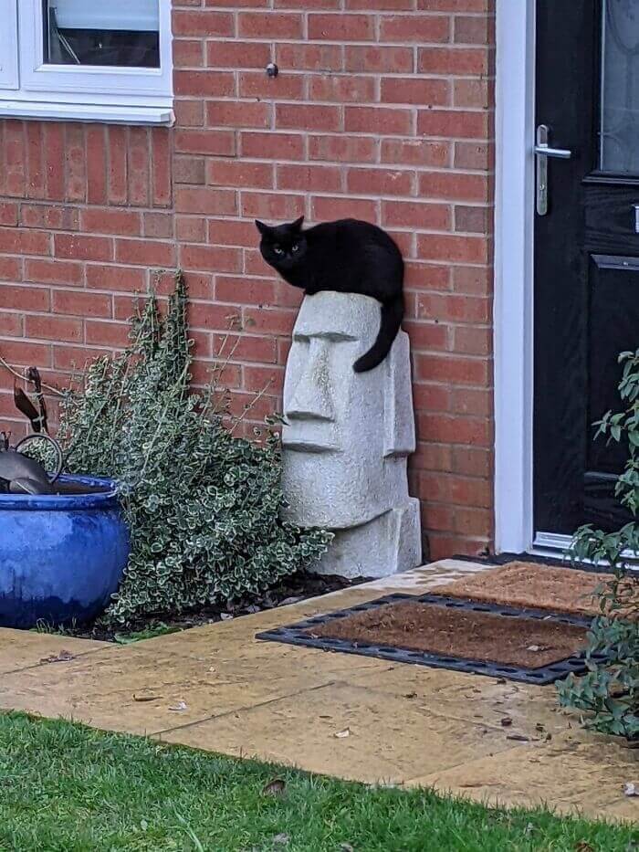 The Cat Makes This Statue Look Like Elvis