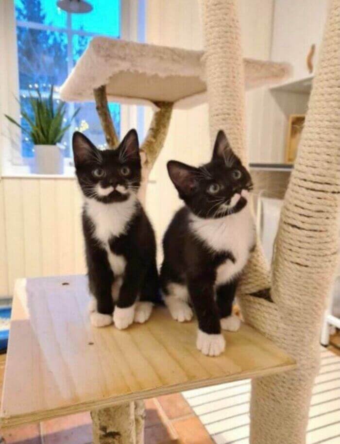 Kittens With Perfect Moustache Patterns
