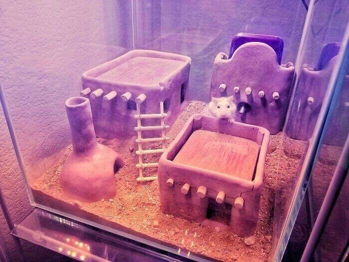 Cute Hamster House