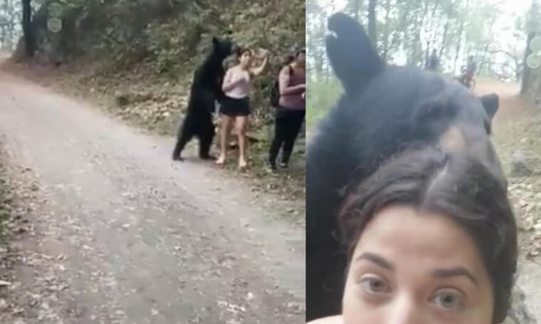Beary Scary