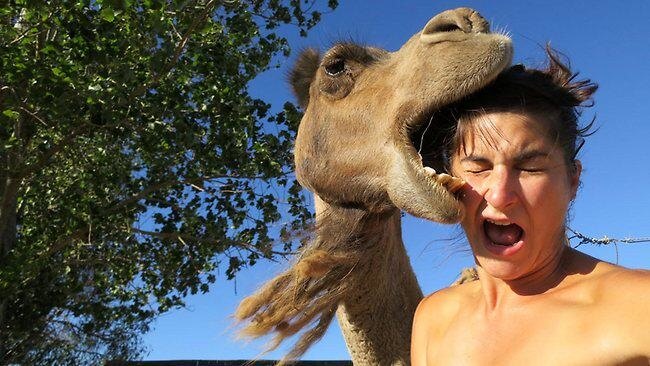 Camel Bite