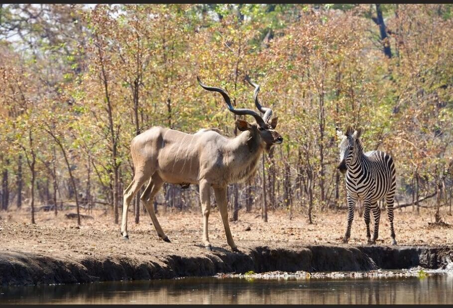 Supporting Wildlife Through Habitat Preservation