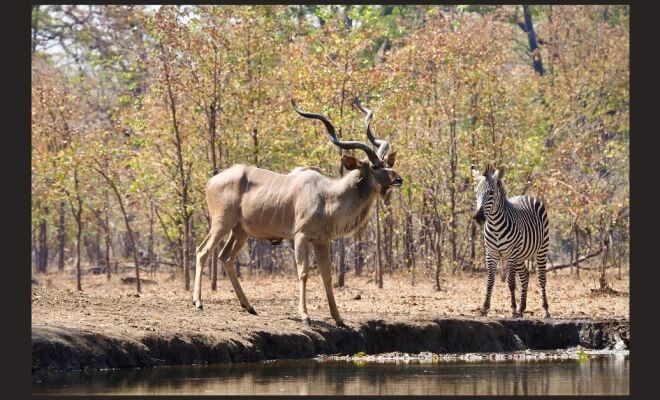 Supporting Wildlife Through Habitat Preservation