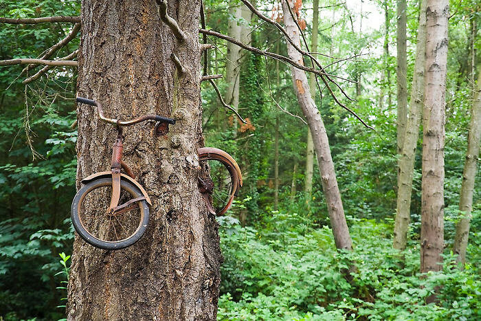 Een fiets die werd opgeslokt door een boom