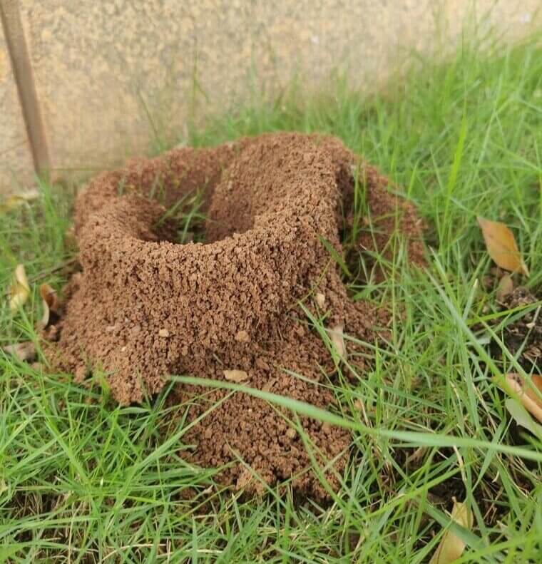 Ants Sealing Mounds
