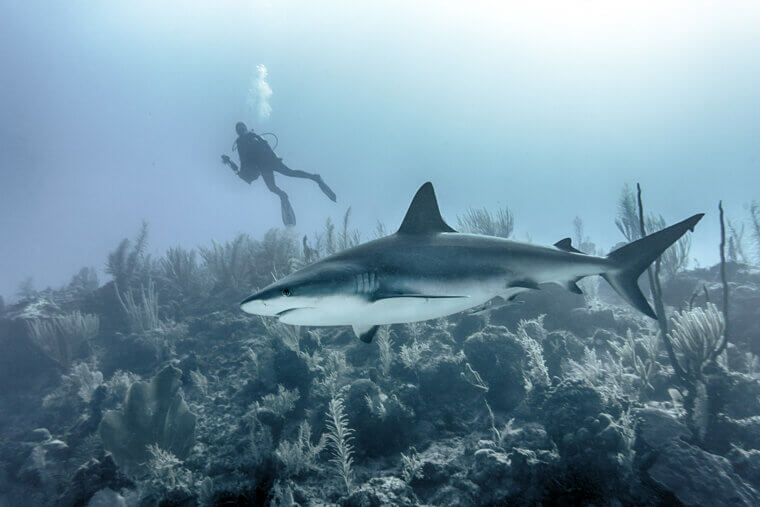 Sharks & Fish Diving Deeper