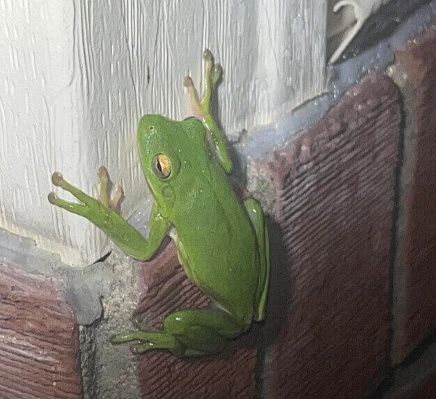 Frogs Turning Up the Chorus