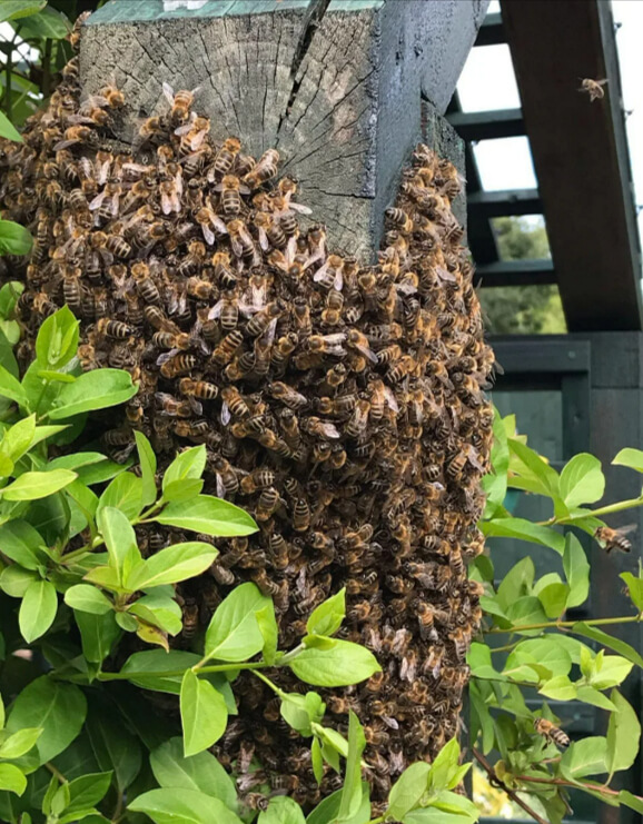 Honey Bees Hugging the Hive