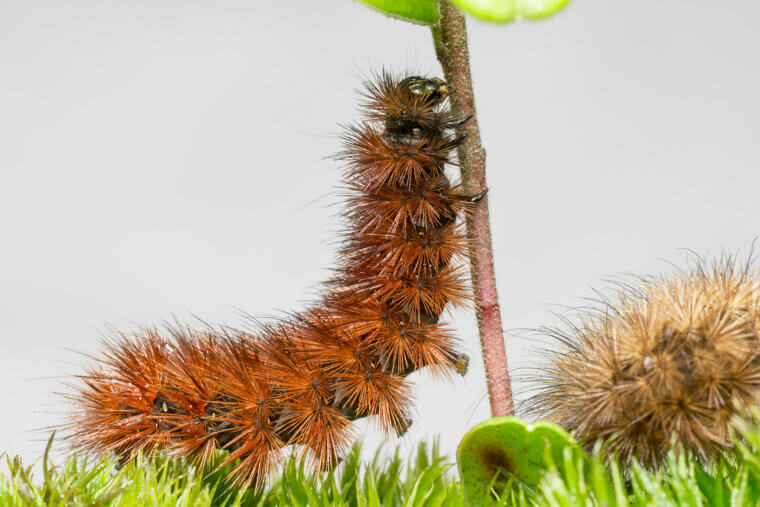 Woolly Bear Caterpillars’ Stripes