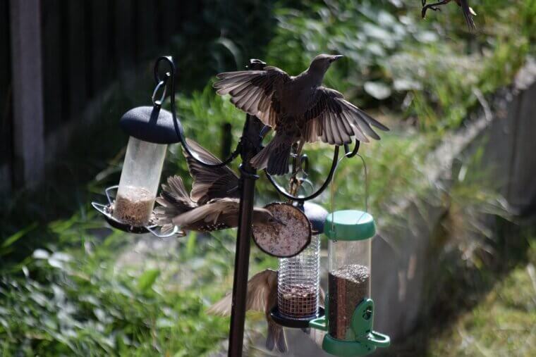 Songbird Feeder Frenzy