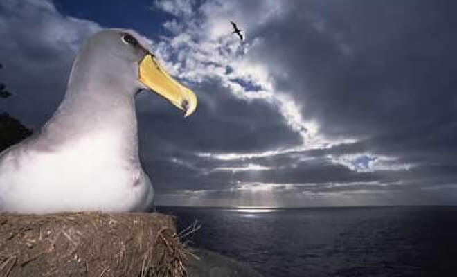 11 Ways Animals Predict the Weather