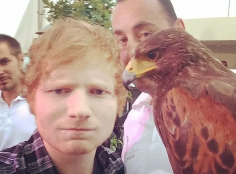 Falcão Sheeran