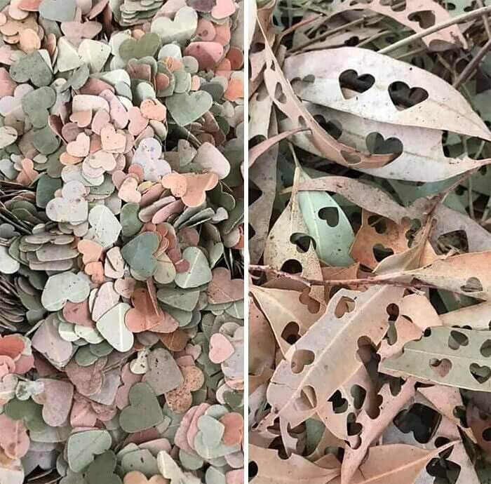 Colourful Confetti From Old Leaves