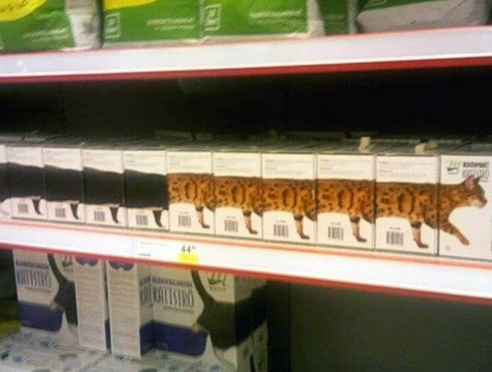 The World's One and Only Infinity Cat