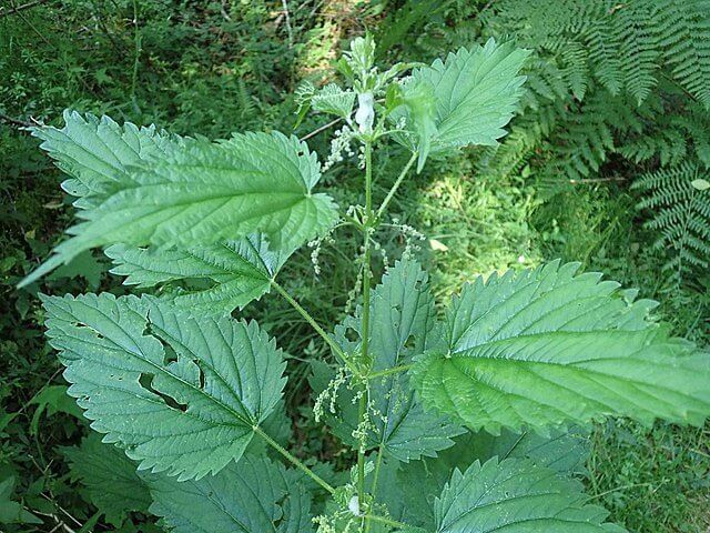 Stinging Nettle Can Help in the Battle Against Hair Loss