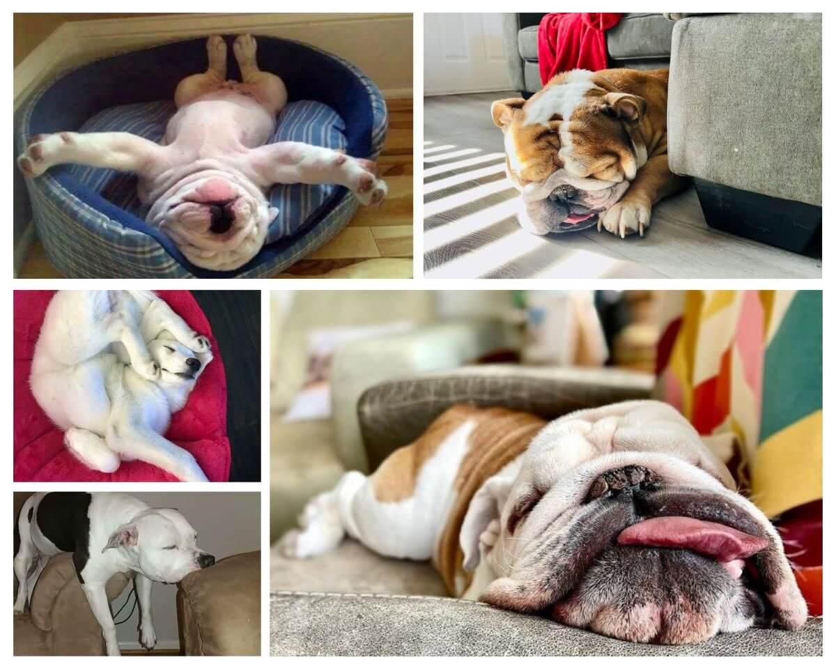 Drowsy Dogs That Fell Asleep in the Craziest Positions
