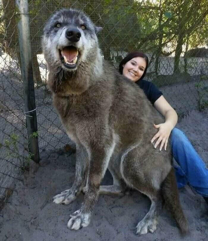 "So What Breed Is Your Dog? " "Big. "