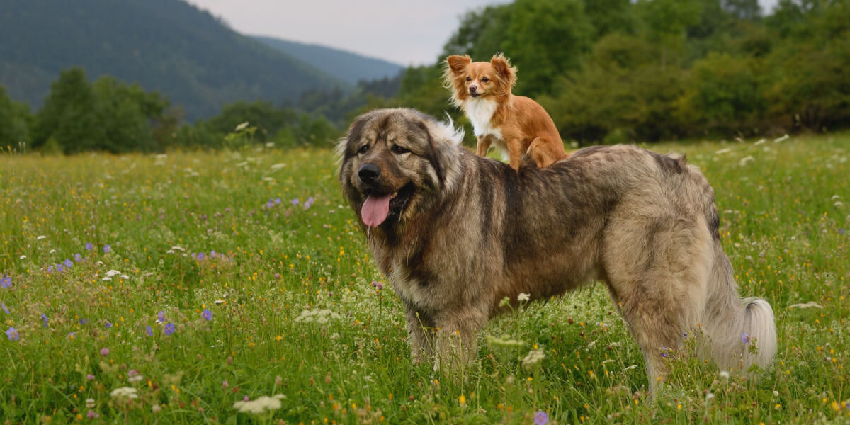 These Dogs Are Actually Bigger Than Their Owners