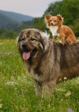These Dogs Are Actually Bigger Than Their Owners