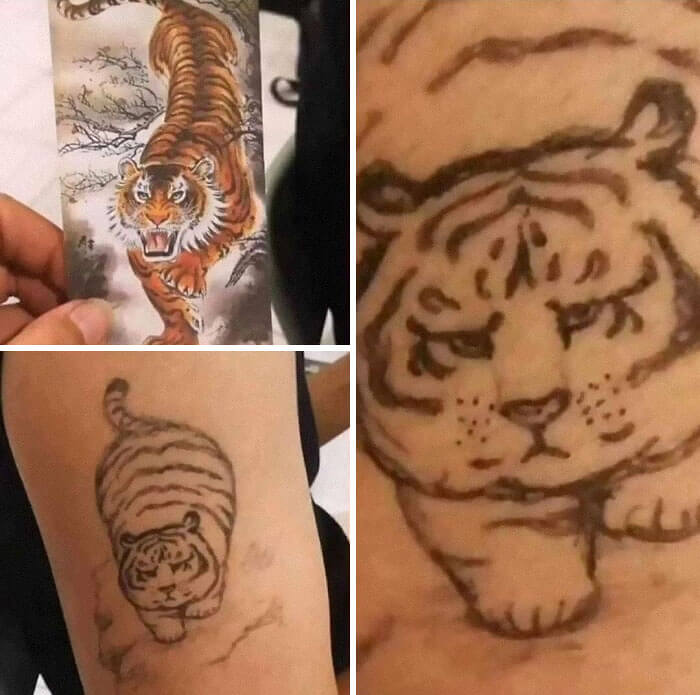 What Your Housecat Thinks They Look Like Vs. What They Actually Look Like
