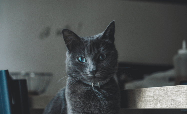 Black Cats Are Good Luck