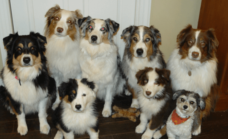 There Are More Pets Than Children