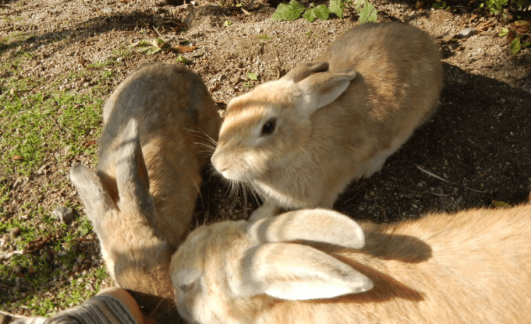 There Is A Small Island Only Inhabited By Bunnies