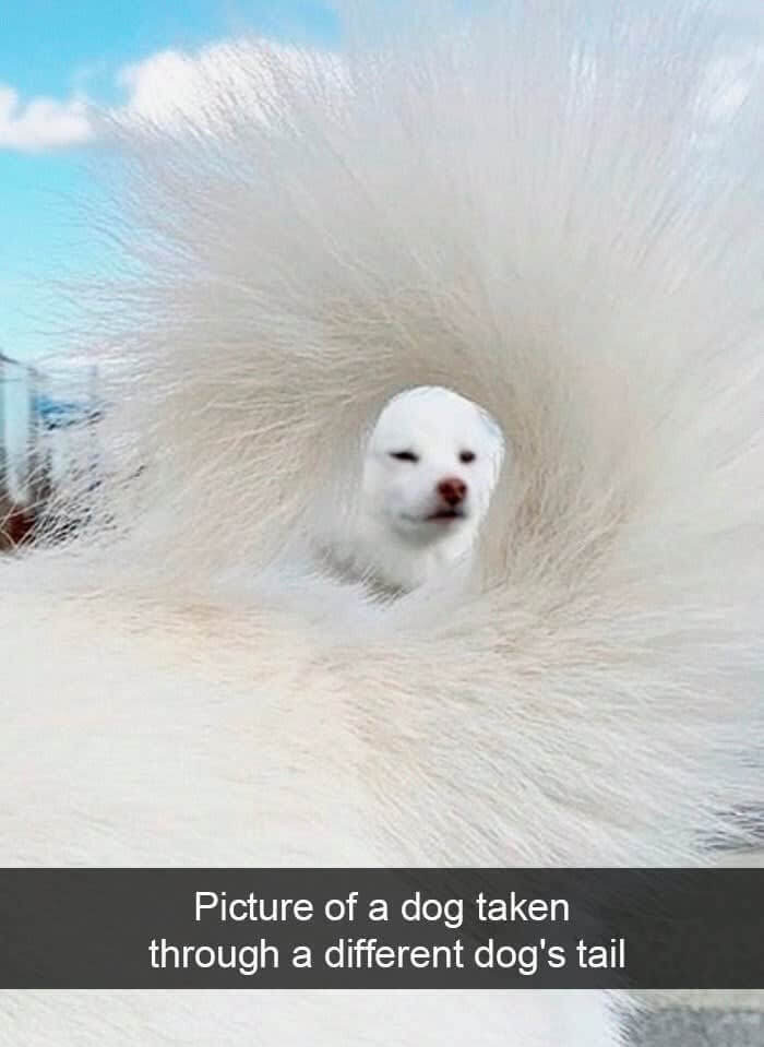 Point Of View Through A Dogs Tail