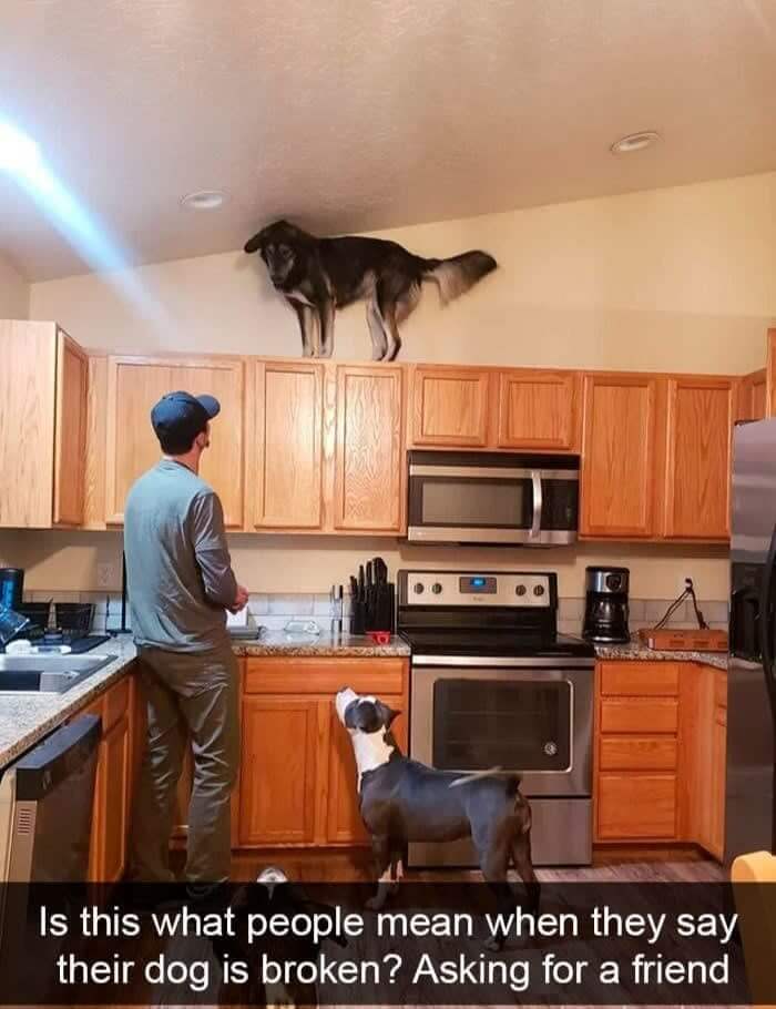 Maybe He Was A Cat In A Past Life