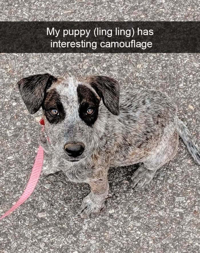 Where Did The Dog Go?