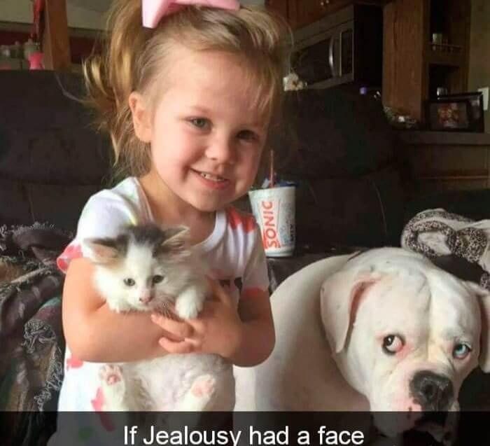 "How Dare You Get Another Pet"