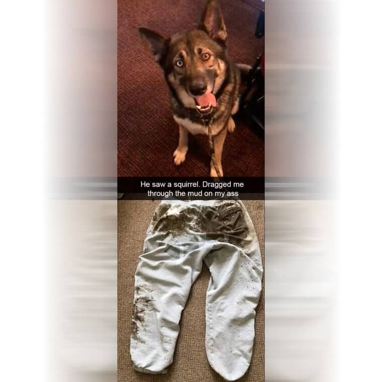 When Your Dog Is Stronger Than You