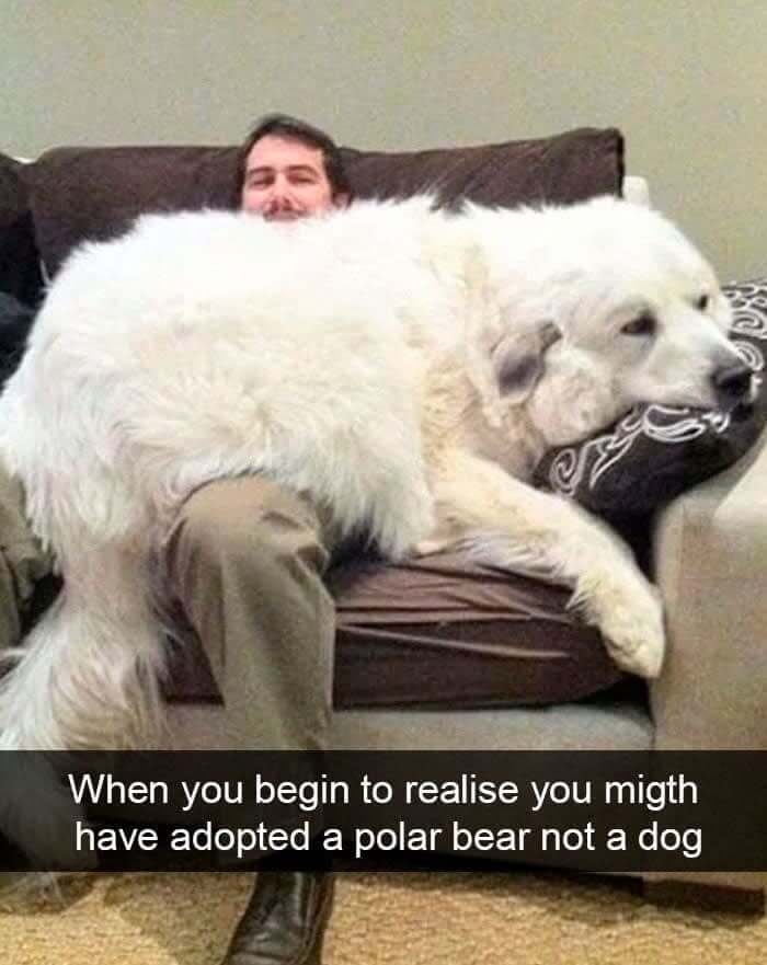 Polar Bear Or Dog?