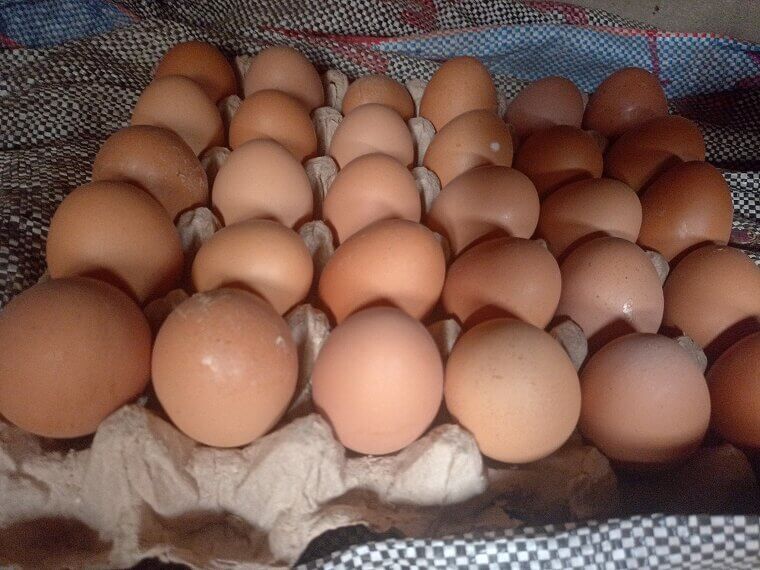 Eggs Are Dangerous for Cholesterol