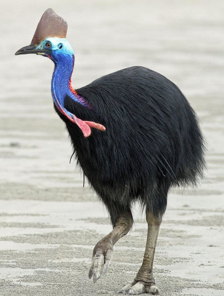 A Real Life Cassowary Looks A Whole Lot Different Than A Cartoon