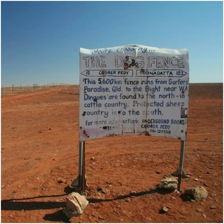 Dingoes Are Not To Be Trifled With And Should Be Avoided
