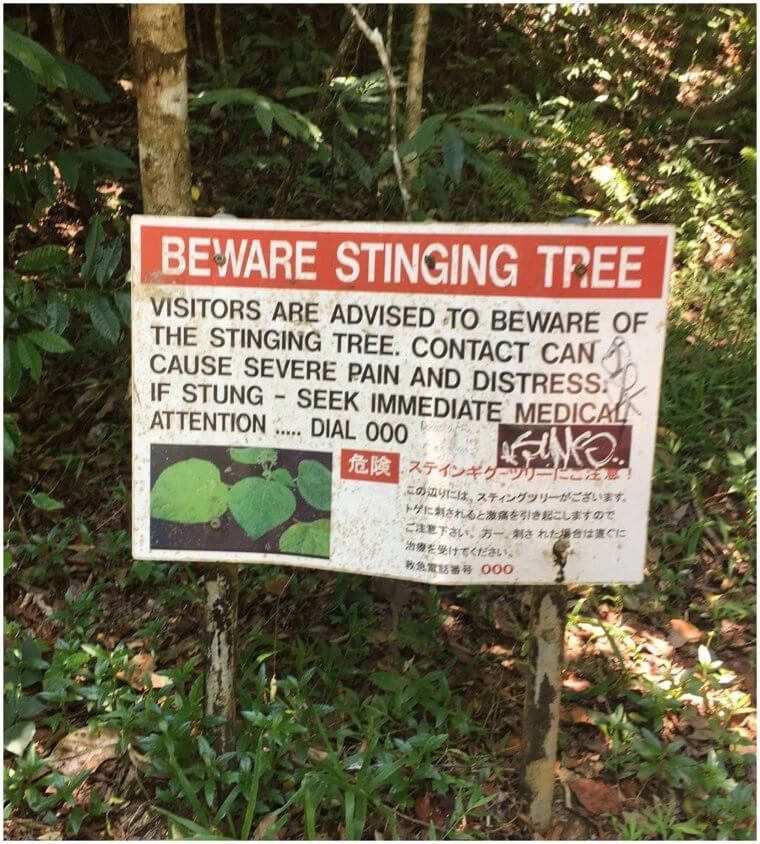 Hands Off Of The Stinging Tree To Avoid A Major Ouch Moment