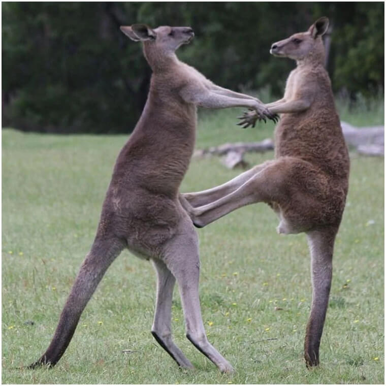 Kangaroos Get In To Some Pretty Bad Brawls On A Regular Basis