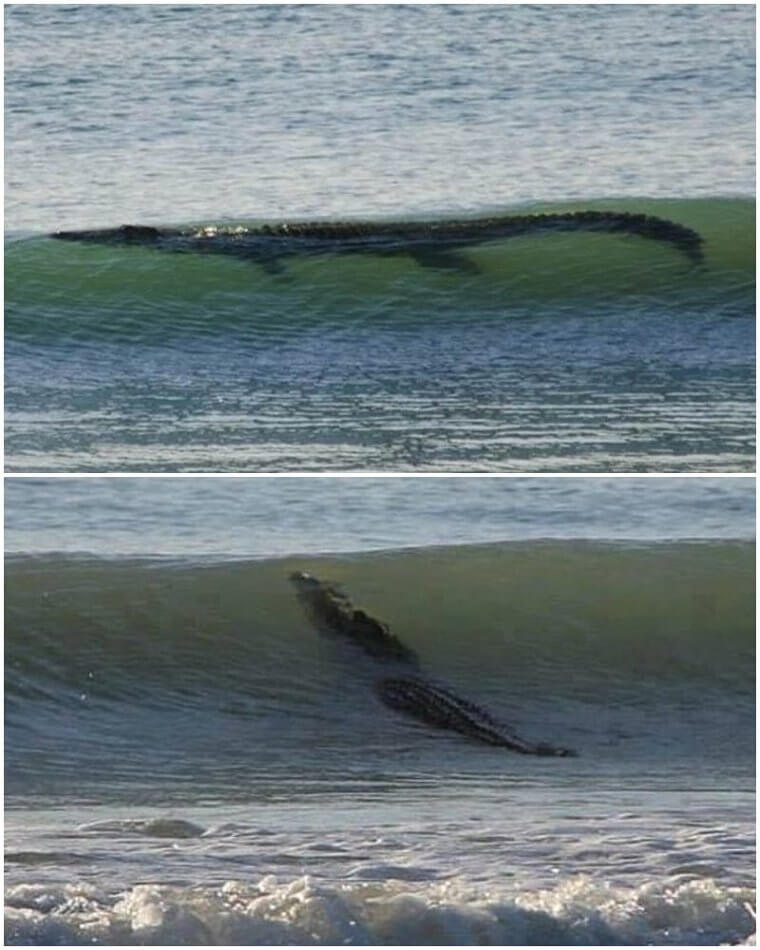 Crocodiles Are Pretty Decent Body Surfers Once They Get Going