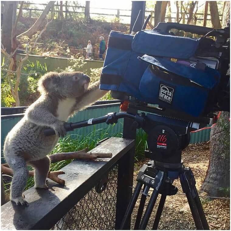 Koalas Are As Curious As Cats When They Feel Like It