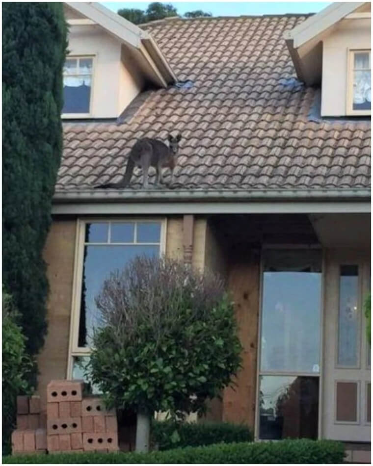 Kangaroos Get Up To All Kinds Of Trouble When Left Unattended