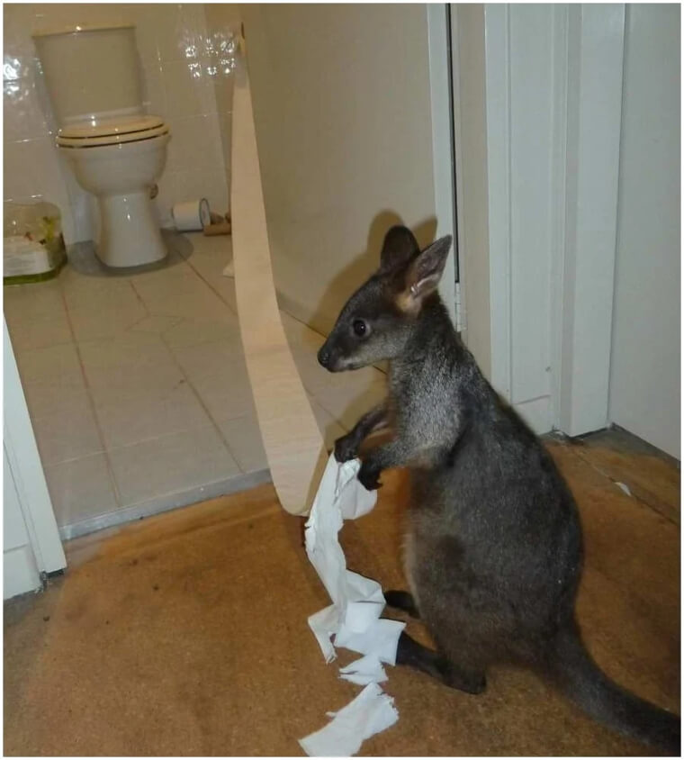 Wildlife Sometimes Finds Its Way Indoors And Gets Into Trouble